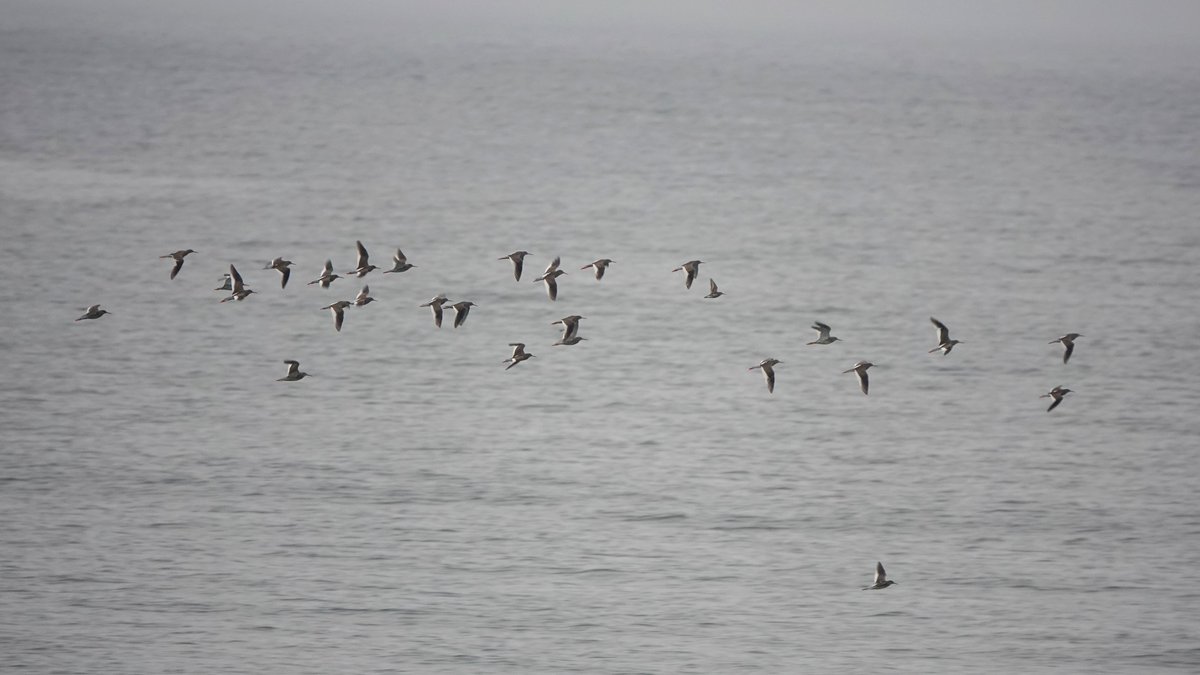 _Stickybeak's tweet image. A wet and foggy morning brought more migratory waders to Church Bay - a flock of 32 restless Redshanks included the first juvenile we've seen this year, and 7 Common Sandpipers also dropped in. This evening 50 godwits were travelling south high over Rathlin Sound