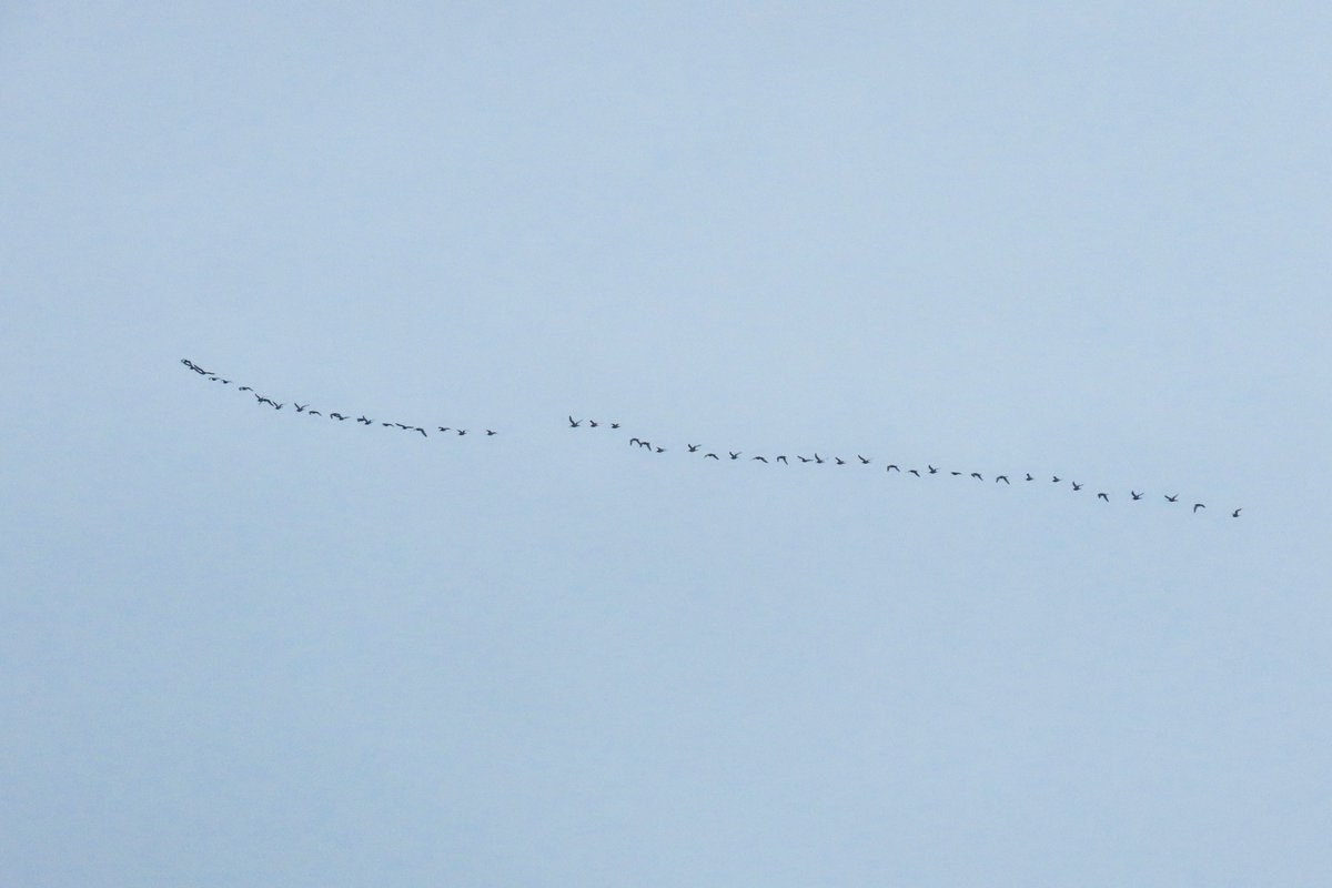 _Stickybeak's tweet image. A wet and foggy morning brought more migratory waders to Church Bay - a flock of 32 restless Redshanks included the first juvenile we've seen this year, and 7 Common Sandpipers also dropped in. This evening 50 godwits were travelling south high over Rathlin Sound