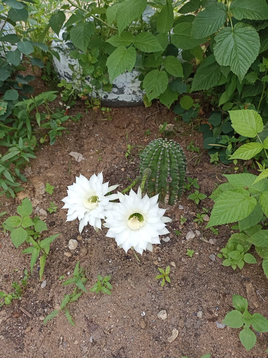 YLRabbit's tweet image. The cactus has bloomed. This miracle goes home for the winter - it's not Mexico after all🤣 #gardening