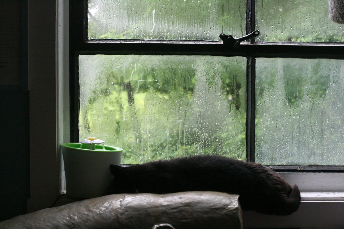 RappCatsAdopt's tweet image. Horton isn't picky about the weather; he just loves a nice window ledge.