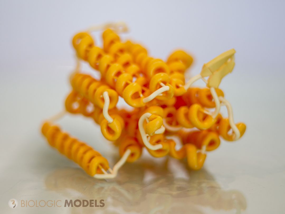 BiologicModels's tweet image. 3D printing x-ray crystallography data as a ribbon can be challenging. Submit a #3DPrint request for a ribbon model and one of our visualization scientists will determine how to best design and #3Dprint the dataset as a ribbon protein model  buff.ly/3Ow6inV
