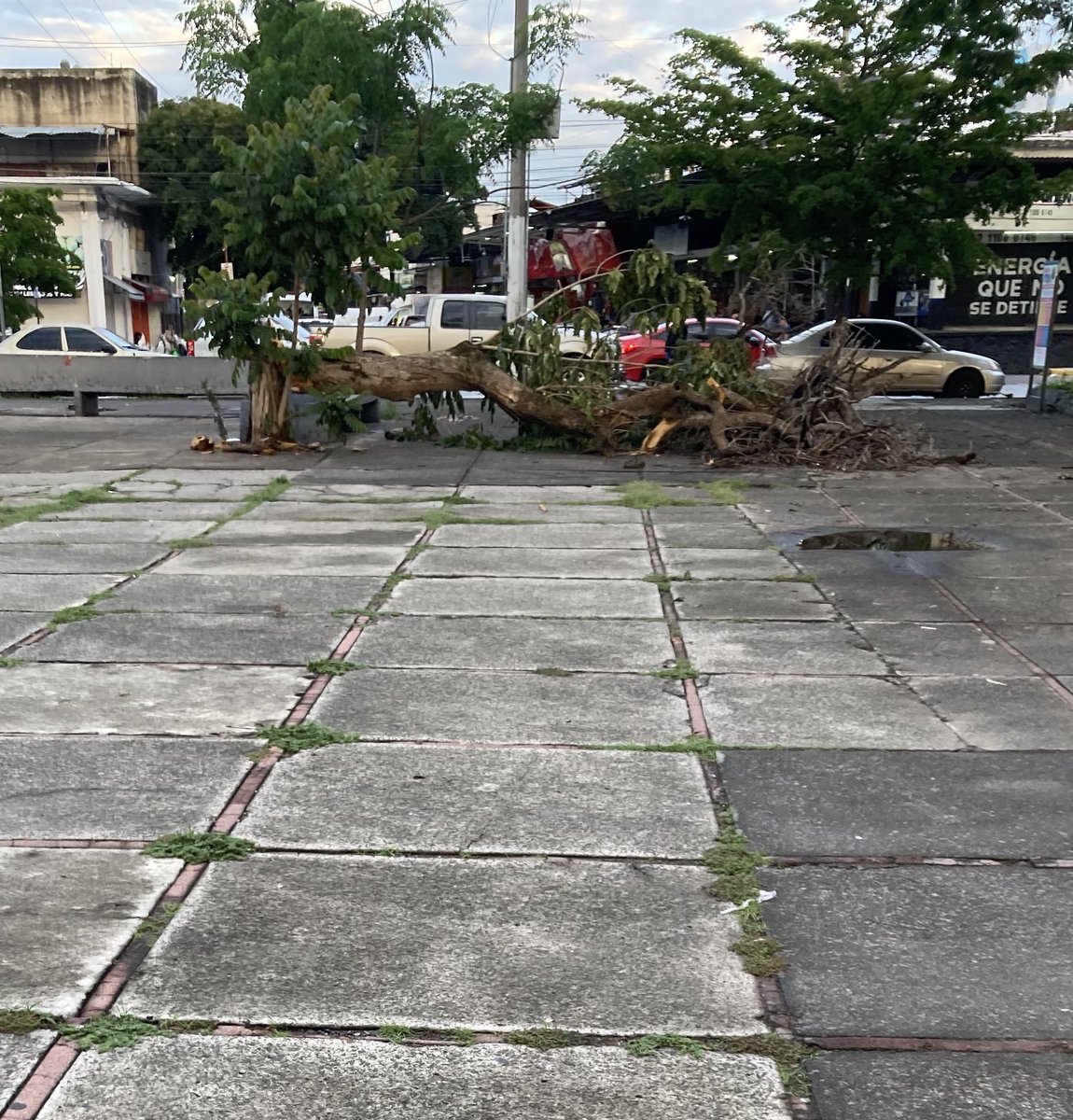anvader_a's tweet image. Seguimos con la comparativa
Camellón de calle faro, 12 del personal de @GuadalajaraGob @VeroDelgadilloG limpiando cara 3 días
Y parque del mercado de abastos con basura, ratas, fuente con desechos humanos y árboles caídos desde hace meses
no es zona donde vive $
@Trafico_ZMG