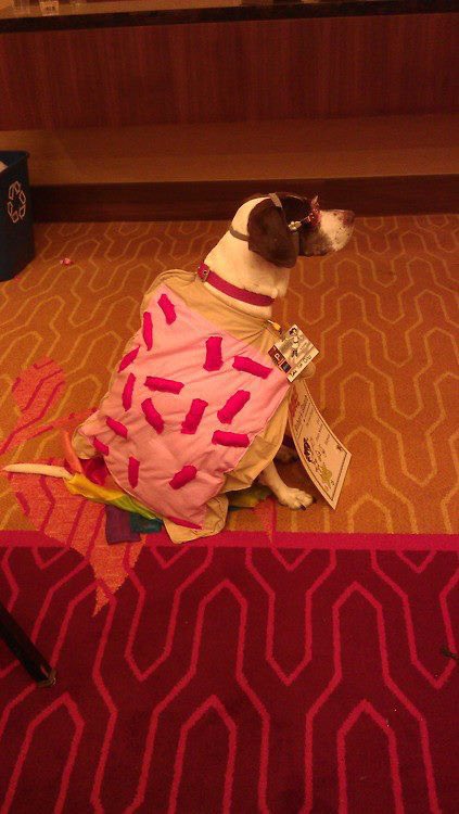 Nyan Cat (@nyancat) on Twitter photo 