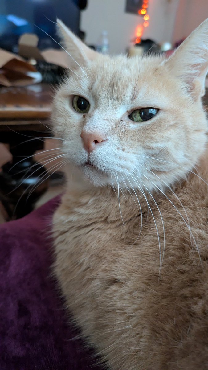 the_nipperman's tweet image. Lil mans is 16 now 🥳