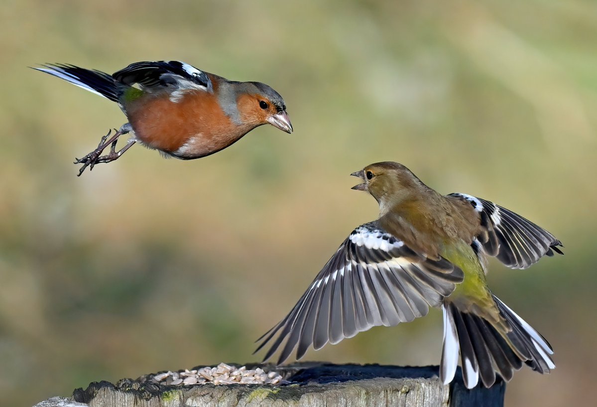 CarlBovisNature's tweet image. Male and female Chaffinch about to get up close and personal... ๐ฎ๐
๐ฆ