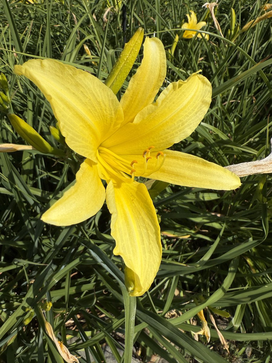TimHundley4All's tweet image. Lilies, again! Get outside! Ground yourself! #takeahikephotography ๐โโ๏ธ๐ทโ๏ธ๐ค๐ผ๐๐ผ๐๐ผ