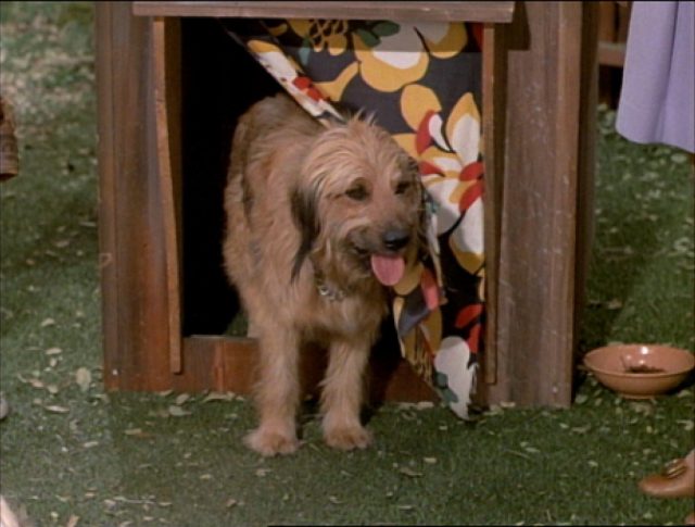 Happy National Get Out Of The Dog House Day. 

What dog called this house home?
