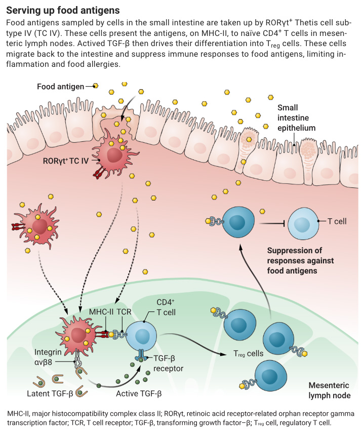 ScienceMagazine's tweet image. An antigen-presenting cell subtype tames the immune response to food antigens in early life.
Learn more in a new #SciencePerspective: scim.ag/3IyZY0Y