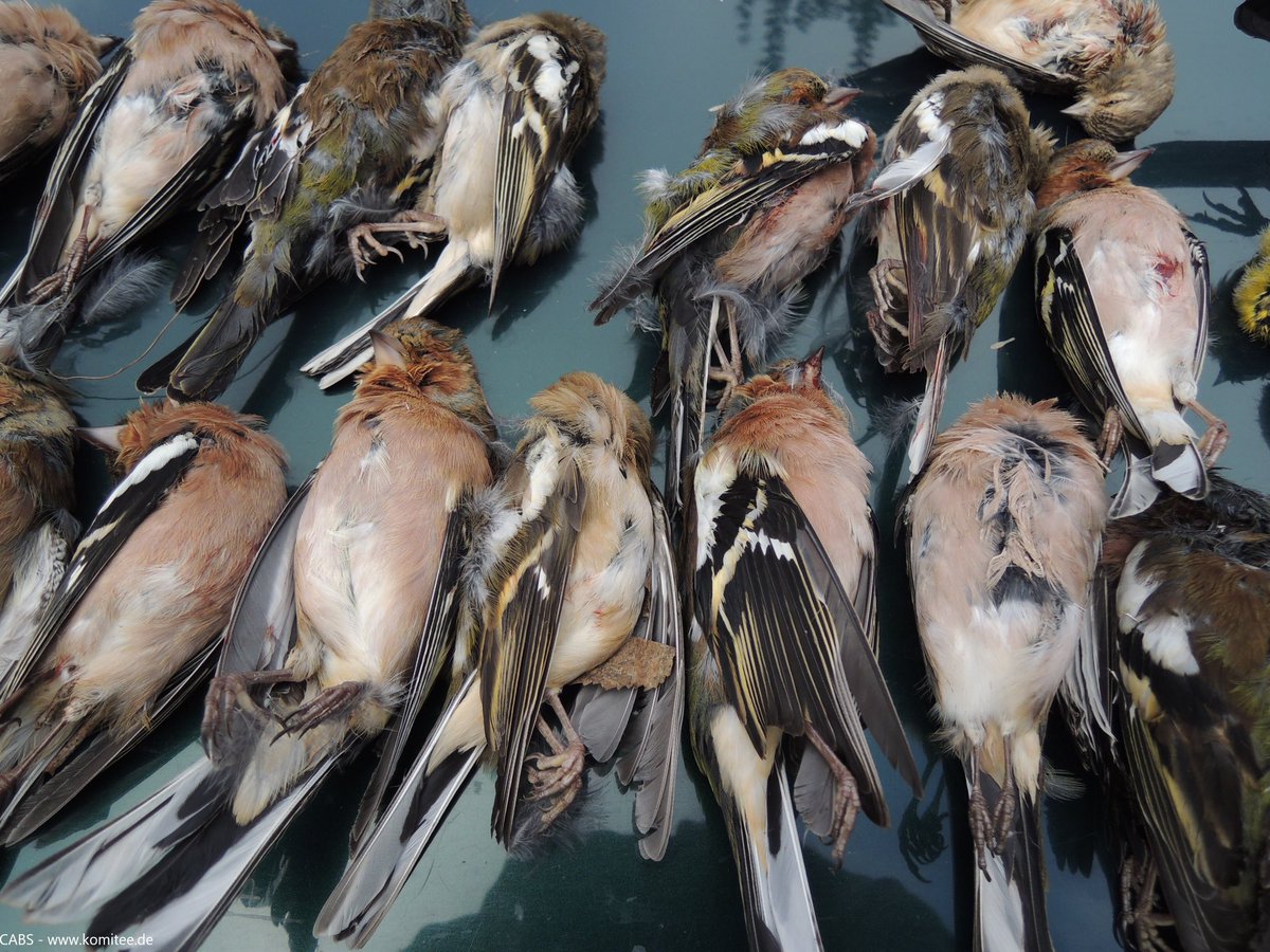 🇮🇹 Another link for our Italian supporters 

⚠️ STOP CACCIA! STOP UCCISIONI DEGLI ANIMALI PER DIVERTIMENTO

⚠️ STOP HUNTING! STOP KILLING ANIMALS FOR FUN

✍️ firmereferendum.giustizia.it/referendum/ope…