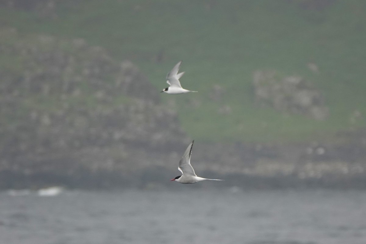 _Stickybeak's tweet image. Unexpectedly good for terns on the Rathlin Ferry today - a brief Common Tern this morning, then on the return sailing we were treated to an adult and a juvenile Arctic Tern, both firsts for the year. Also more than 10 Puffins and a few Manx Shearwaters along the way