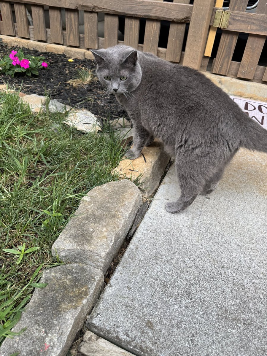 Izzy: I don’t care it’s thundering hard. I’m just saying hi to you…and the plants. 
Riley: I don’t care it’s thundering hard. I’m just need to go to the bathroom. 
#Cats #CatsOfTwitter #CatsOnTwitter #CatsOnX #CatsOfX #CatsOnInstagram #CatsOfInstagram