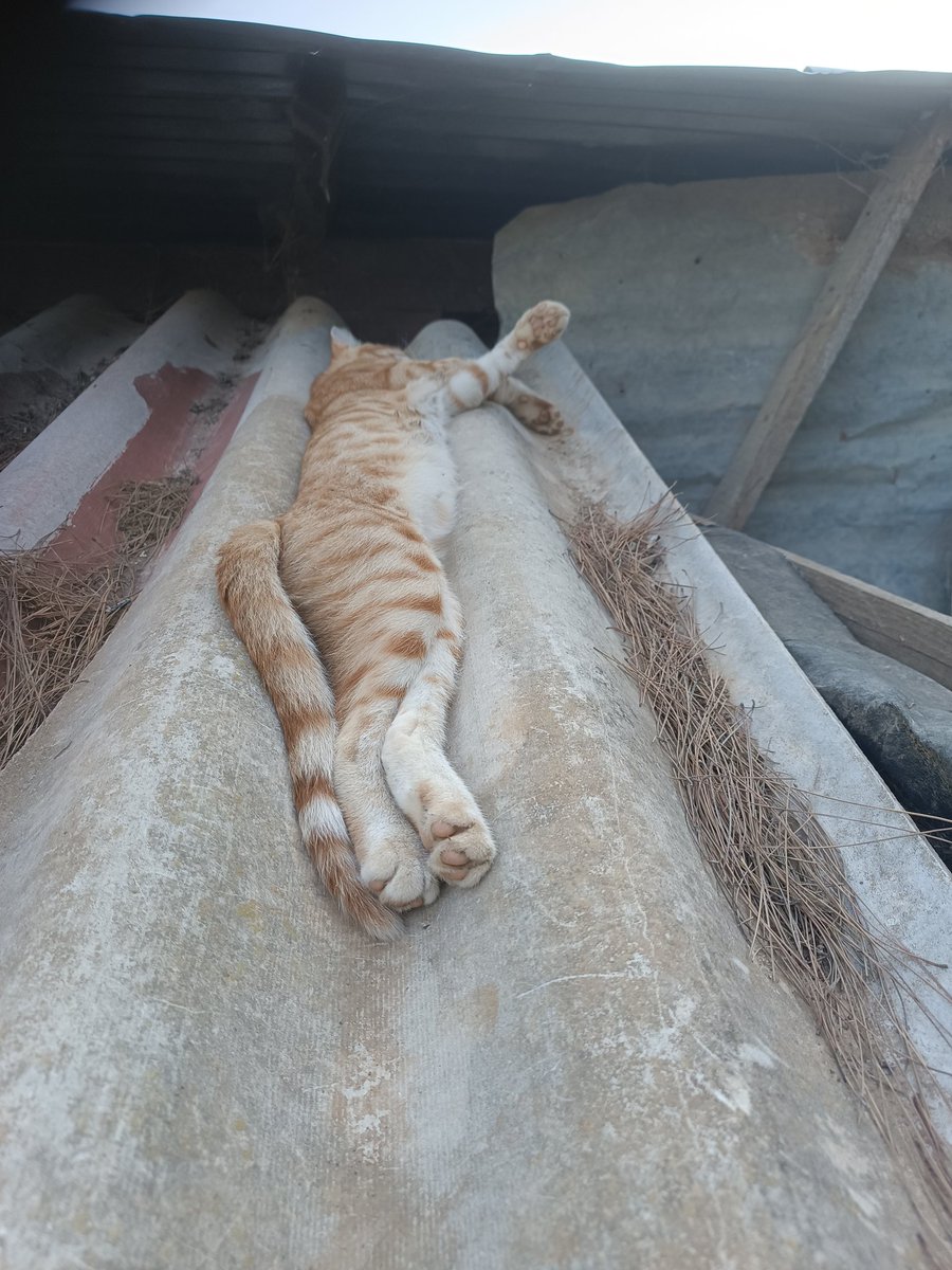 kafros2016's tweet image. Καληνύχτα 😜🙏😸