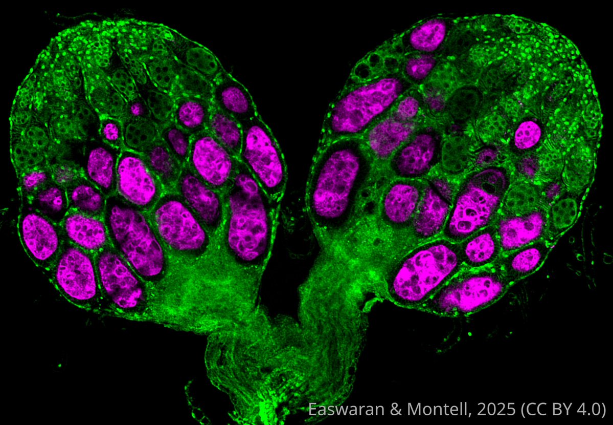 eLife's tweet image. How do fruit flies bounce back after a reproductive pause?
This study links genetic variation and sensory neurons, especially smell, to recovery from diapause, with impacts on lifespan and fertility.
elifesciences.org/reviewed-prepr…
