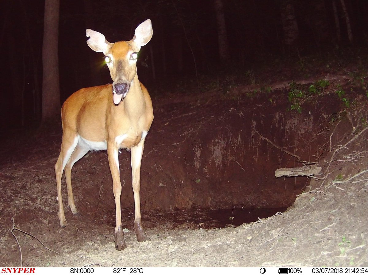 trailcam (@trail_cams) on Twitter photo 
