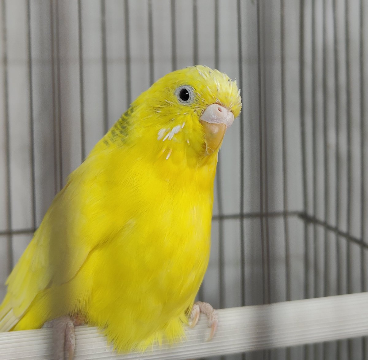 lisbonloafers's tweet image. hey, guys! ik I haven't been posting a lot about my personal life here, but today is an exception.
my parrot that lived with me for 14 years passed away just an hour ago. I can't remember being SO sad any time this year. I hope she will be happy on the skies 🥹