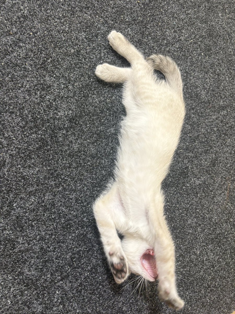 Отрастил жепку