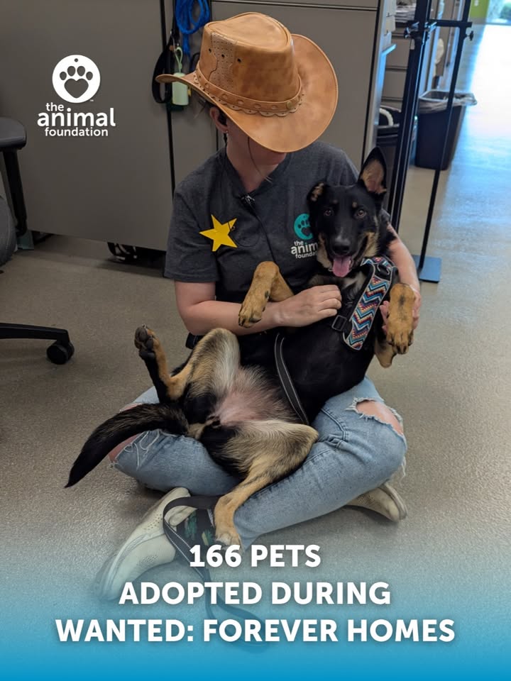 animalfndlv's tweet image. Howdy partners! Thanks to you, we saw 166 animals amble into their new homes at our Wanted: Forever Homes adoption event.
A huge thank you to the donors who sponsored adoption fees, our staff & volunteers, & our community!
Adoption 🔎 bit.ly/47F5IPo