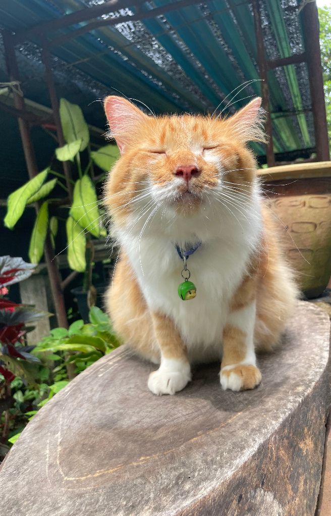 The Cats 𝕏 tweet media