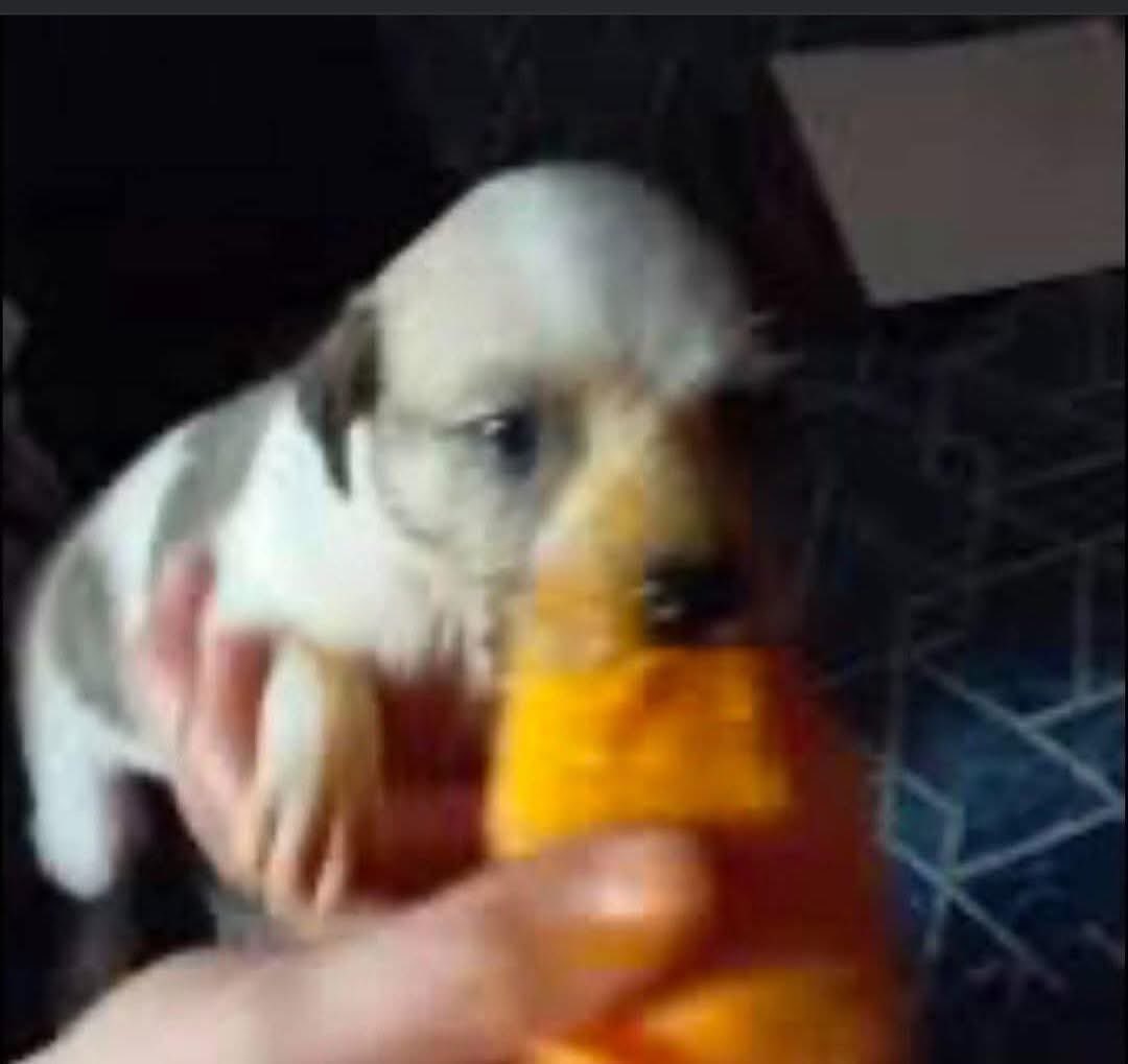 memefeos's tweet image. Así es como me veo disfrutando de un mango.