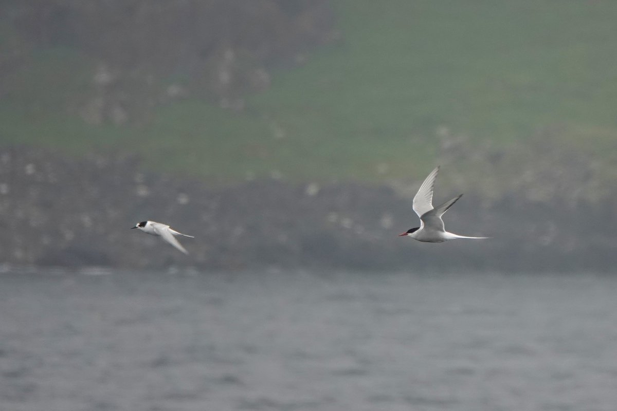 _Stickybeak's tweet image. Unexpectedly good for terns on the Rathlin Ferry today - a brief Common Tern this morning, then on the return sailing we were treated to an adult and a juvenile Arctic Tern, both firsts for the year. Also more than 10 Puffins and a few Manx Shearwaters along the way
