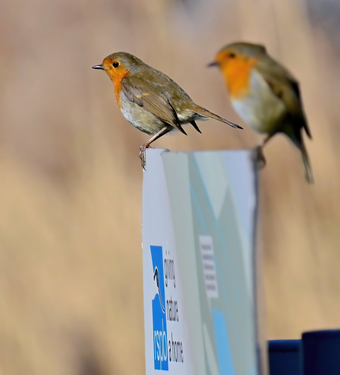 CarlBovisNature's tweet image. Robins welcoming visitors to @Natures_Voice Ham Wall reserve! ๐๐ฆ๐