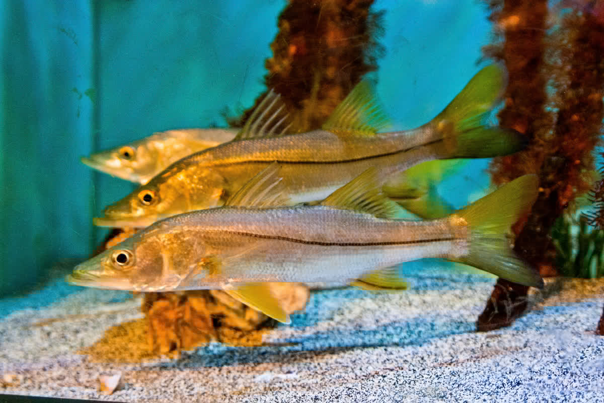 Fla_Pol's tweet image. .@DannyNixJr presents $250K grant to support @MoteMarineLab snook initiative
Reporting by @JacobOgles
flapol.com/46m6m5K
#FlaPol