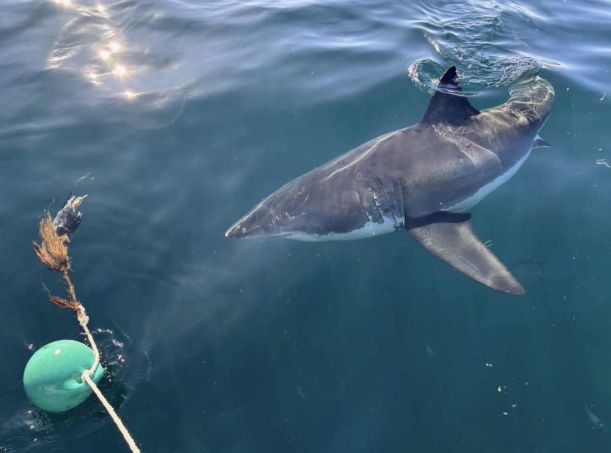 savingtheblue's tweet image. Hey Shark Week viewers, is anyone watching JAWS vs Kraken?? Here’s some behind the scene pics of some of our team members in action! 🦈