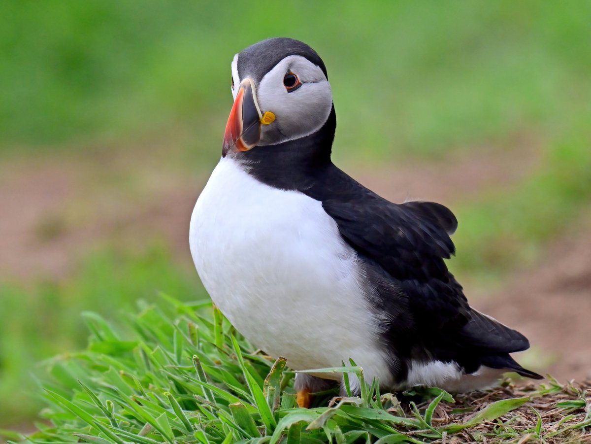 CarlBovisNature's tweet image. I think this might be Dave... ๐ค๐
#TheDailyPuffin ๐ฆ