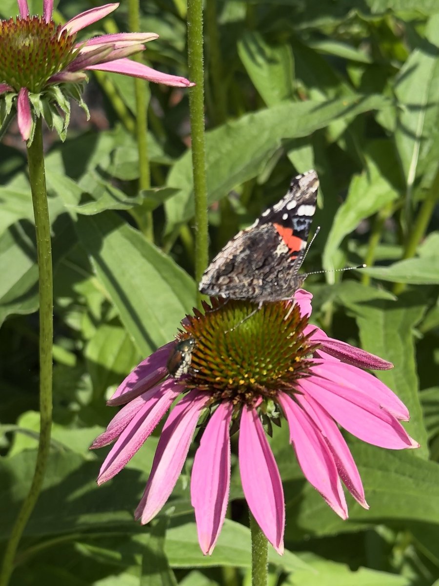 TimHundley4All's tweet image. Echinacea & Friend! Get outside! Ground yourself! #takeahikephotography ๐โโ๏ธ๐ทโ๏ธ๐ค๐ผ๐๐ผ๐๐ผ