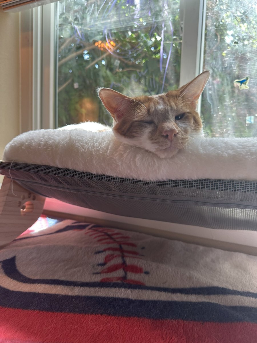 ShrimpGritsCats's tweet image. One of my favorite things that Shrimp does in this new bed is what we call Old Man Face. Look at this cozy mug!