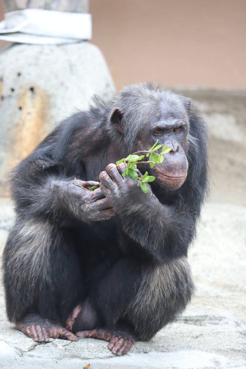 bestcat2333's tweet image. 八木山動物公園をYouTubeで検索すると必ず出てくるチャチャ😄
立派なα雄で御座います👍
#八木山動物公園 #チンパンジー
#チャチャ #Chimpanzee