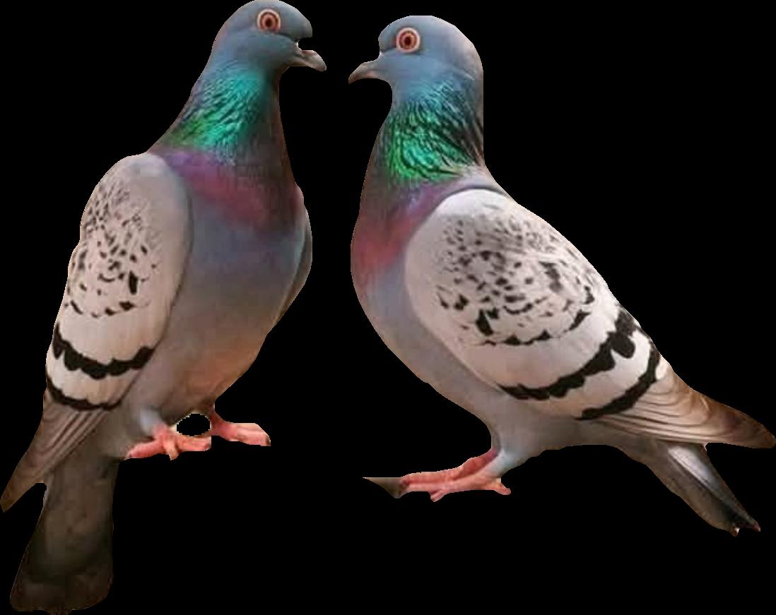 ورد الكتاب فجاءني بمسرة  ونفى عن القلب الكئيب كروبا

فكأنه موسى أعيد لأمــــه  أوشخص يوسف قدأتى يعقوبا