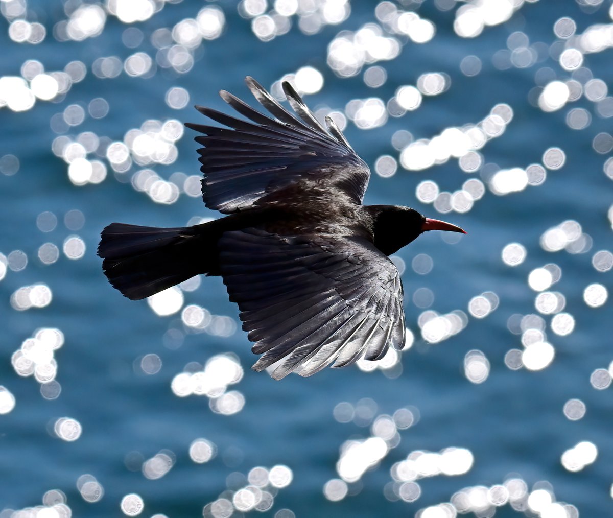 CarlBovisNature's tweet image. Chough over shimmering seas... ๐๐ฆ
(Try saying that quickly 10 times... ๐)
