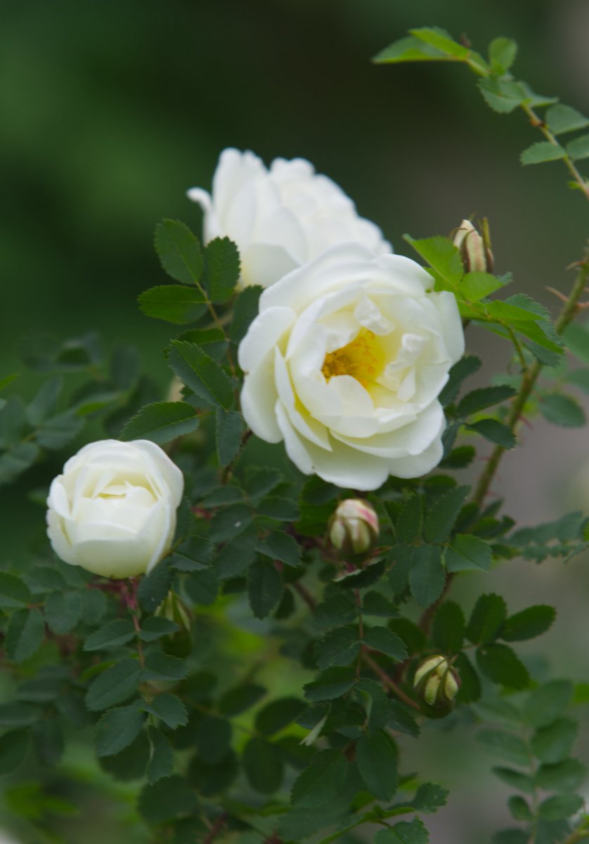 Run_fly_Smile's tweet image. There is no them. There's only us 馃槉
Bono
#Oneness #Bono #Rose