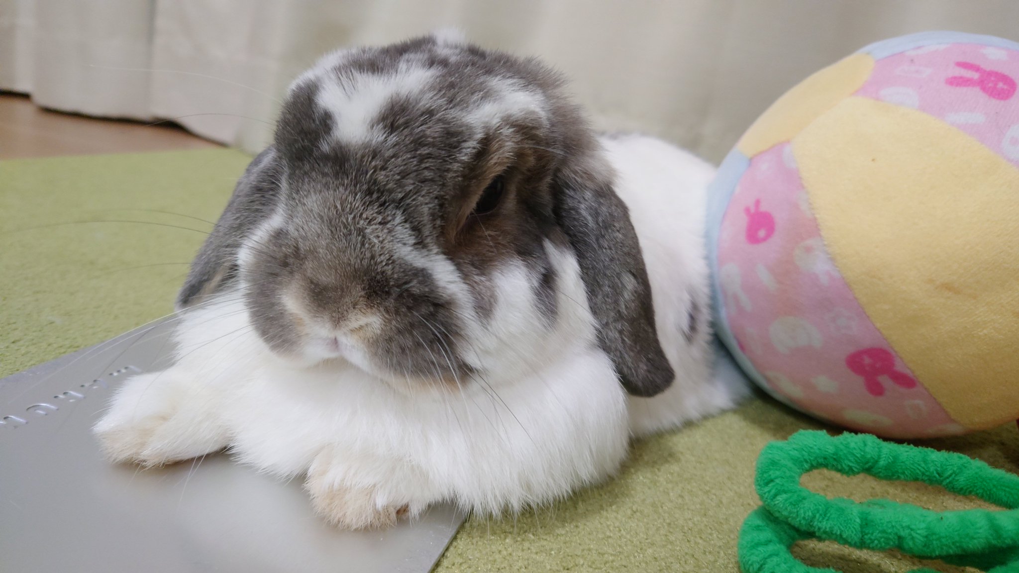 うさぎさん maxresdefault.jpg