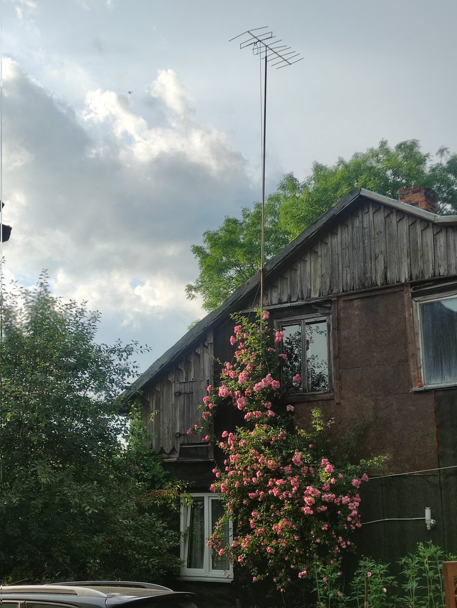 Rožu krūms kā rotaslieta.