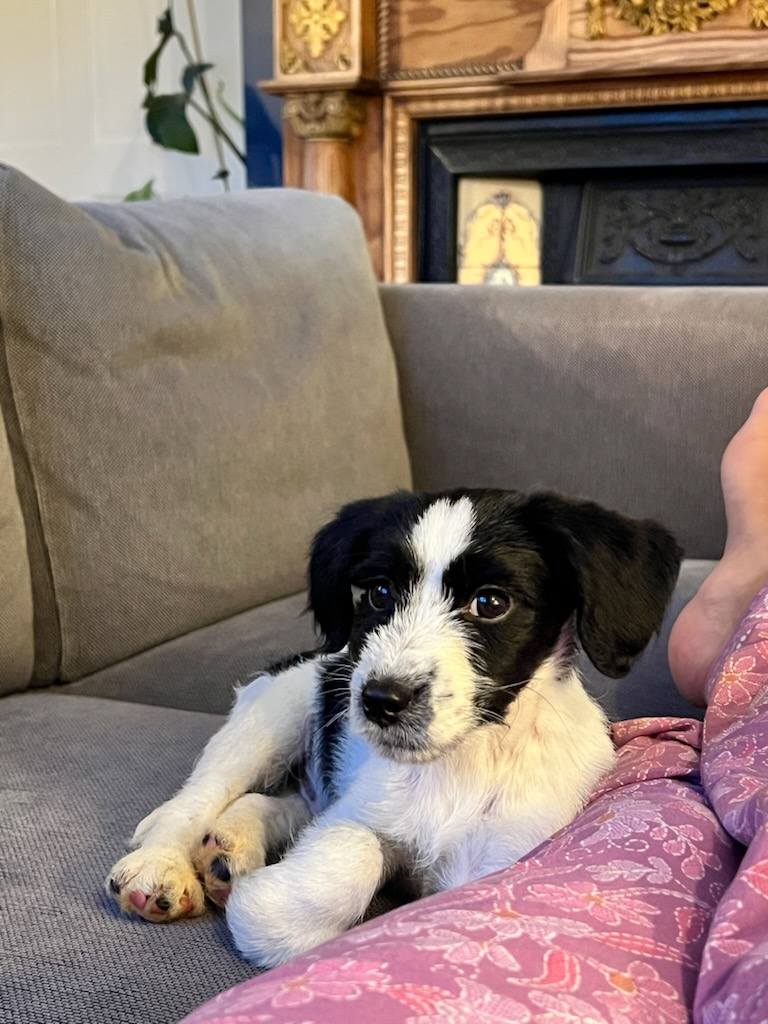 GalwaySPCA's tweet image. We're looking for a foster home for this 8/10 week old pup found on the road outside Ballinasloe by kind people who took him home. He needs a foster home where there is someone at home all day due to his very young age.
A fully secure garden is required.
gspca.ie