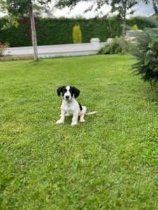 GalwaySPCA's tweet image. We're looking for a foster home for this 8/10 week old pup found on the road outside Ballinasloe by kind people who took him home. He needs a foster home where there is someone at home all day due to his very young age.
A fully secure garden is required.
gspca.ie