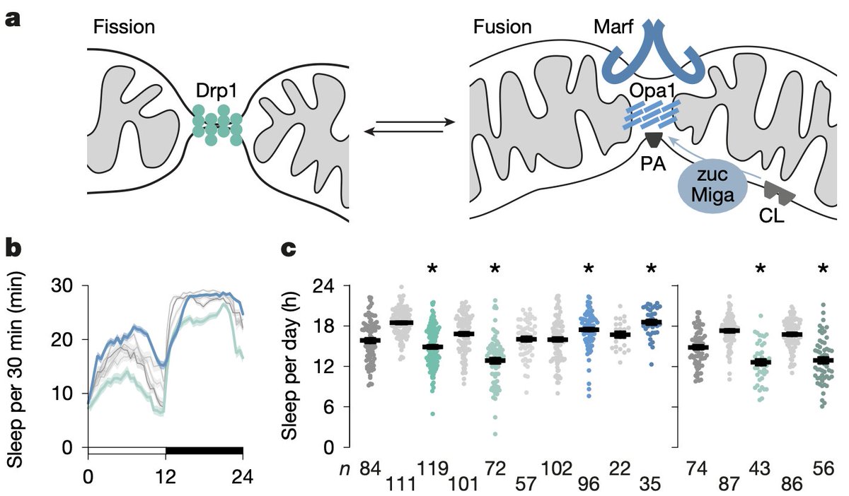 MitoPsychoBio's tweet image. Why do we sleep? What happens in our cells that make us feel the need to go to bed?
New study in flies showing that as energy flows with more energy resistance (éR) in our mitochondria--producing "reductive stress"-- the pressure to sleep increases
Manipulating mitochondrial…