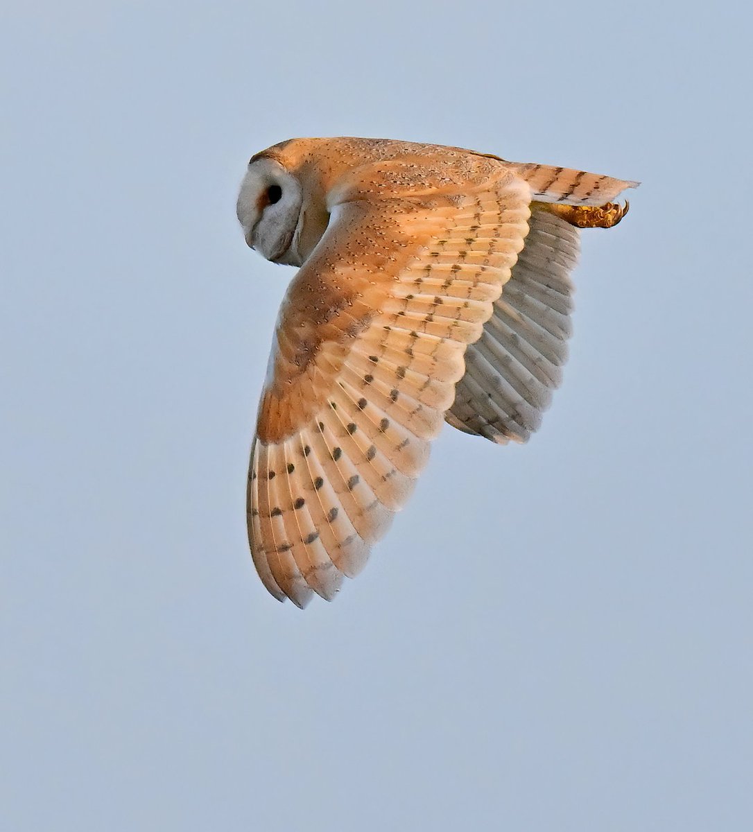 CarlBovisNature's tweet image. Barn Owl in a Somerset sky. ๐
When was the last time you saw a Barn Owl? ๐ฆ
