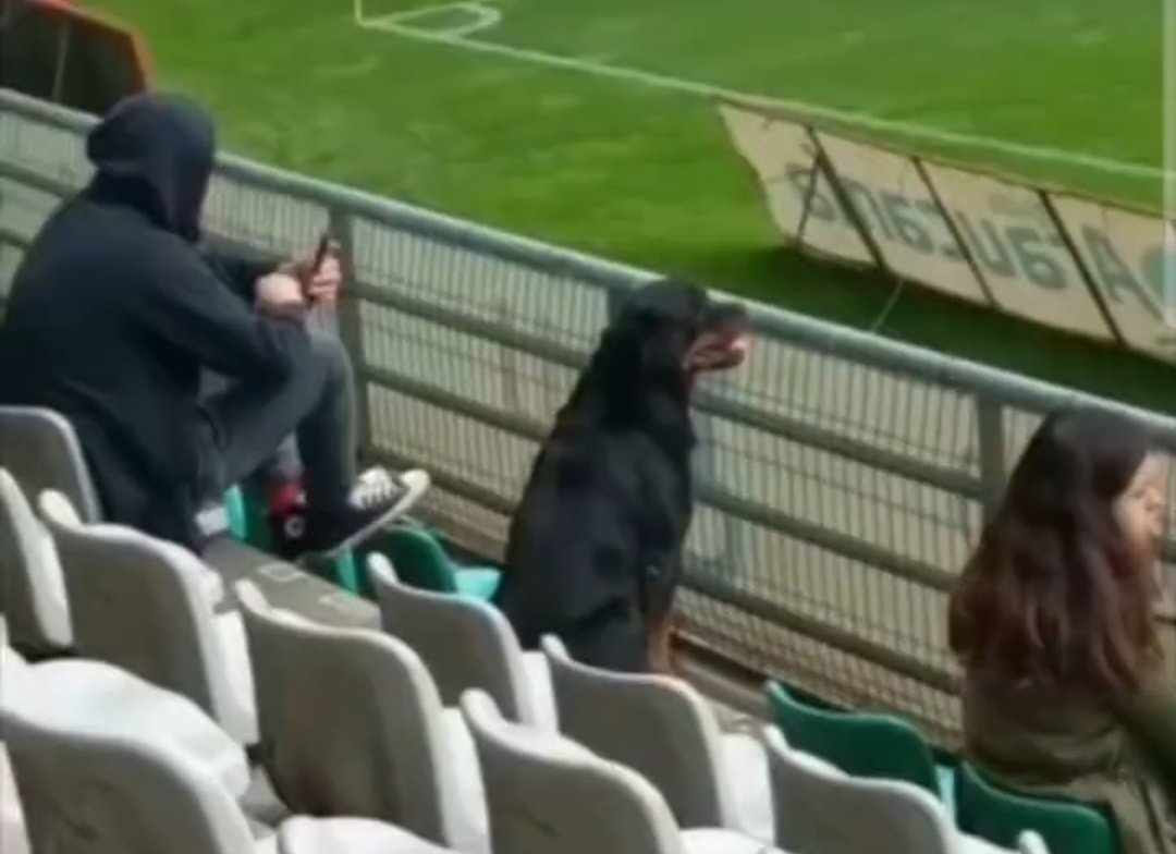 Feliz Dia a los regalones de la Chilean Premier League #DiaInternacionalDelPerro 🐶⚽️