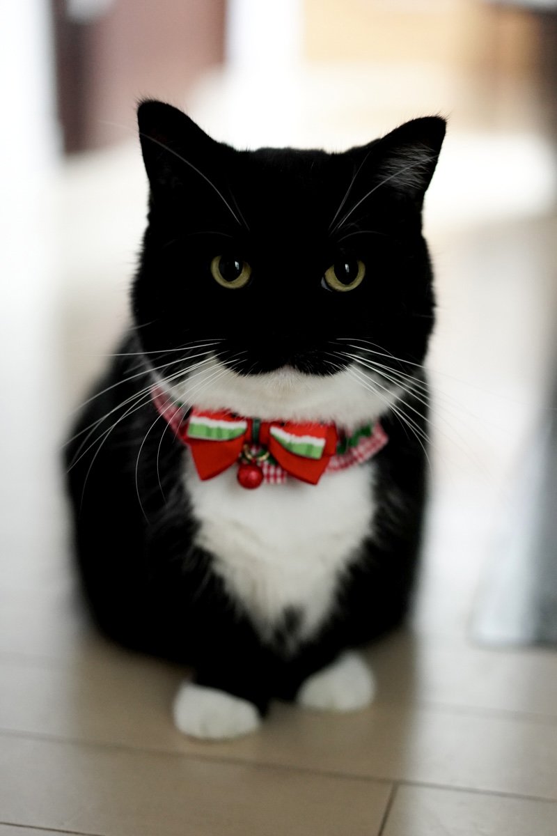 unicouniuni3's tweet image. Look at that watermelon bow. He knows he's fabulous :3