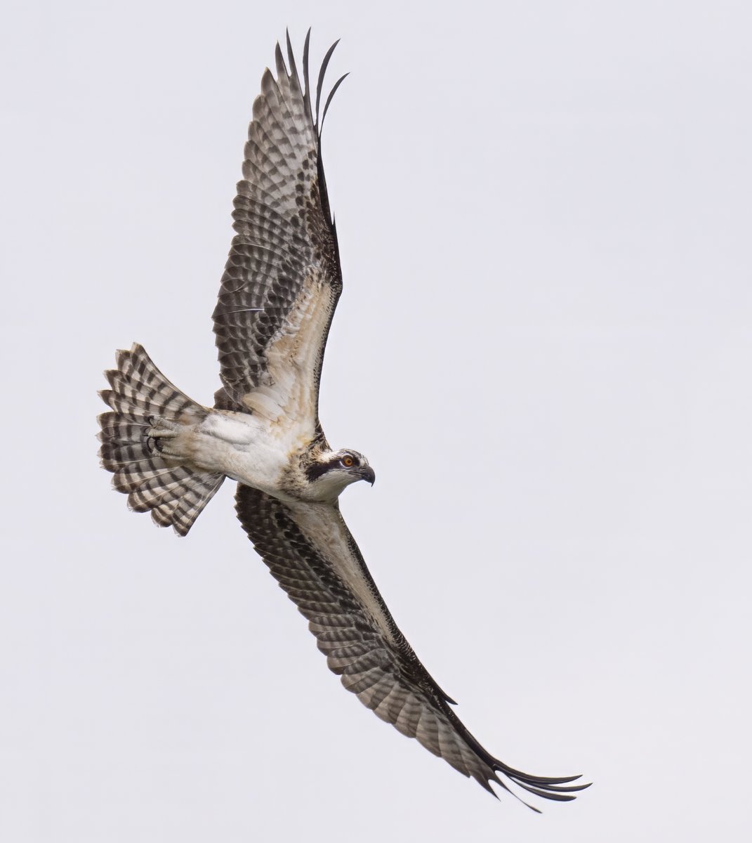 JocAPhotography's tweet image. One of the young Ospreys taking a short flight around the lake before heading back to the nest. Young Ospreys have orange eyes, while adults have bright yellow.