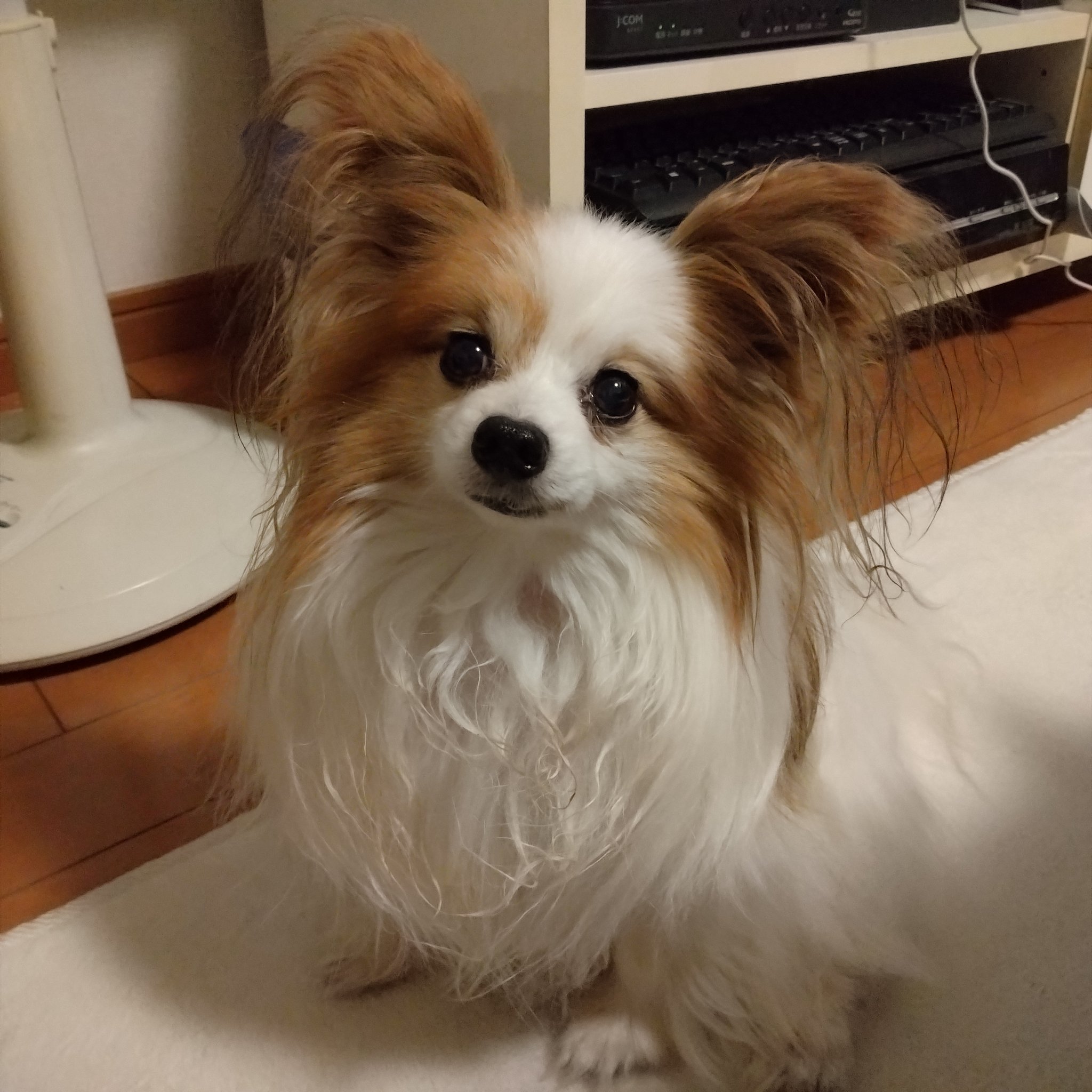 オーダー作品 パピヨン 犬 BAEZ3 オーダー作品 パピヨン 犬 BAEZ3