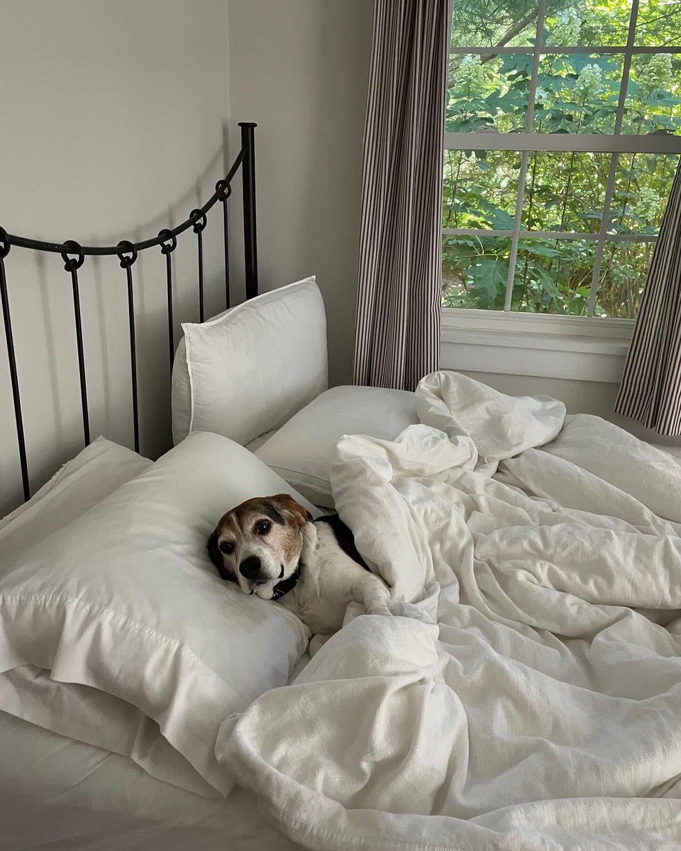 beaglefreedom's tweet image. Just last year, Ozzie was trapped in an animal-testing lab. 🐶💔
Now? He sleeps in every morning in a giant bed and gets all of the love he deserves.
Adopt a survivor like Ozzie💕
👉 bfp.org/adoptable
#AdoptDontShop #BeagleFreedom