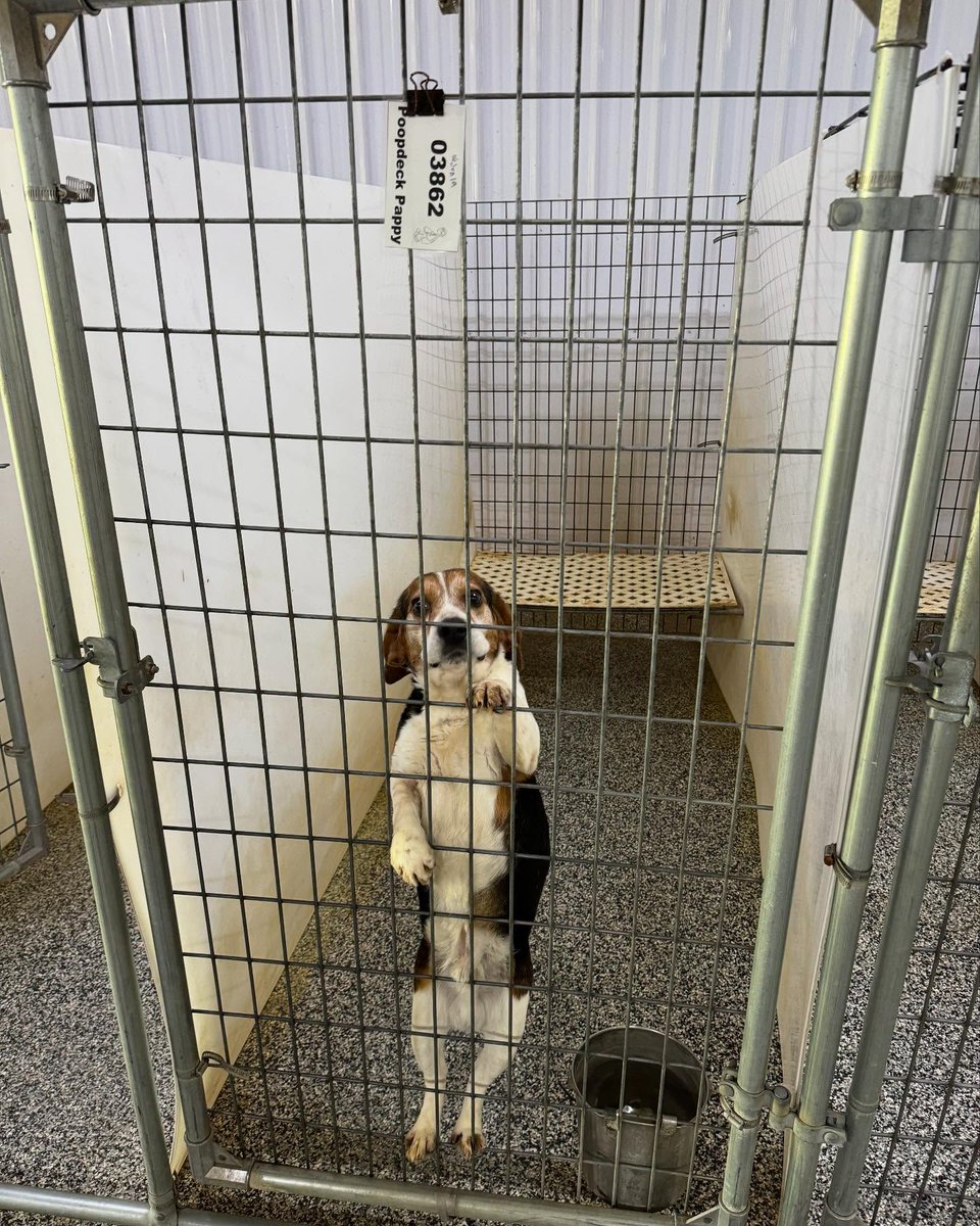 beaglefreedom's tweet image. Just last year, Ozzie was trapped in an animal-testing lab. 🐶💔
Now? He sleeps in every morning in a giant bed and gets all of the love he deserves.
Adopt a survivor like Ozzie💕
👉 bfp.org/adoptable
#AdoptDontShop #BeagleFreedom