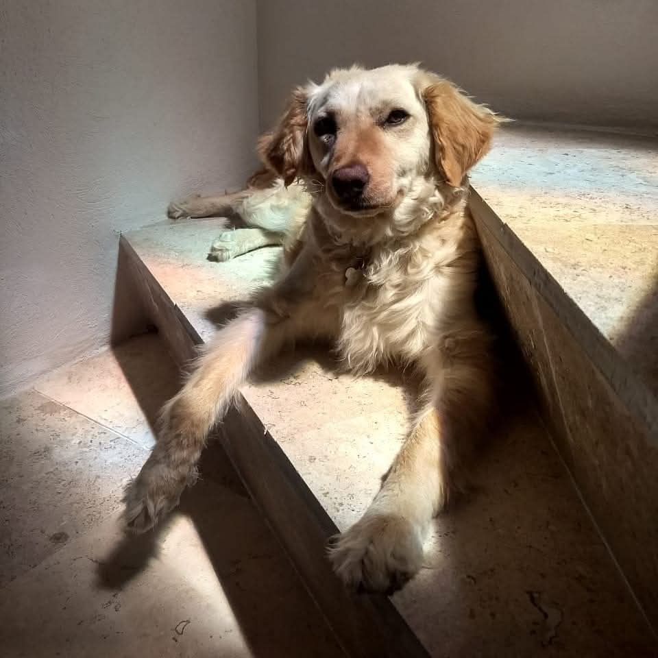 #VoyConPerros Mi Blondis Dra <a href="/leos/">Leonora Milan</a> 😍😍😍