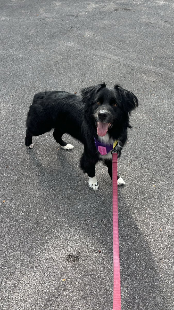 GaudetWeather's tweet image. Pretty girl with her last trip to her favorite groomer before we move next week!
