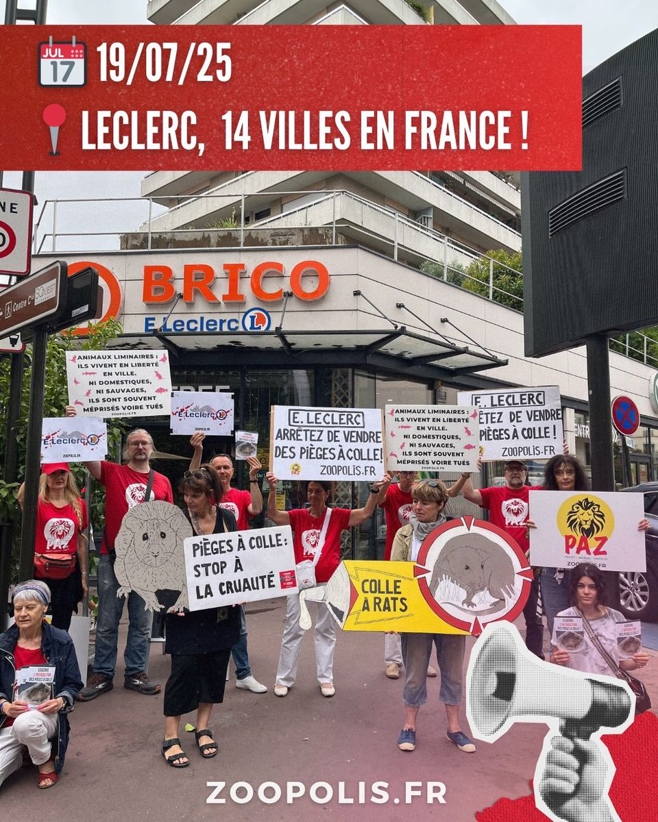 paz_zoopolis's tweet image. 🦁 PAZ s’est mobilisée à ce jour dans 14 villes en France, dont 10 villes ce week-end, 📢 à l’occasion de la Journée Mondiale pour la Défense des Animaux Liminaires. Notre but : que @Leclerc s’engage à ne plus vendre de #piegesacolle. #JMDAL @Leclerc_MEL