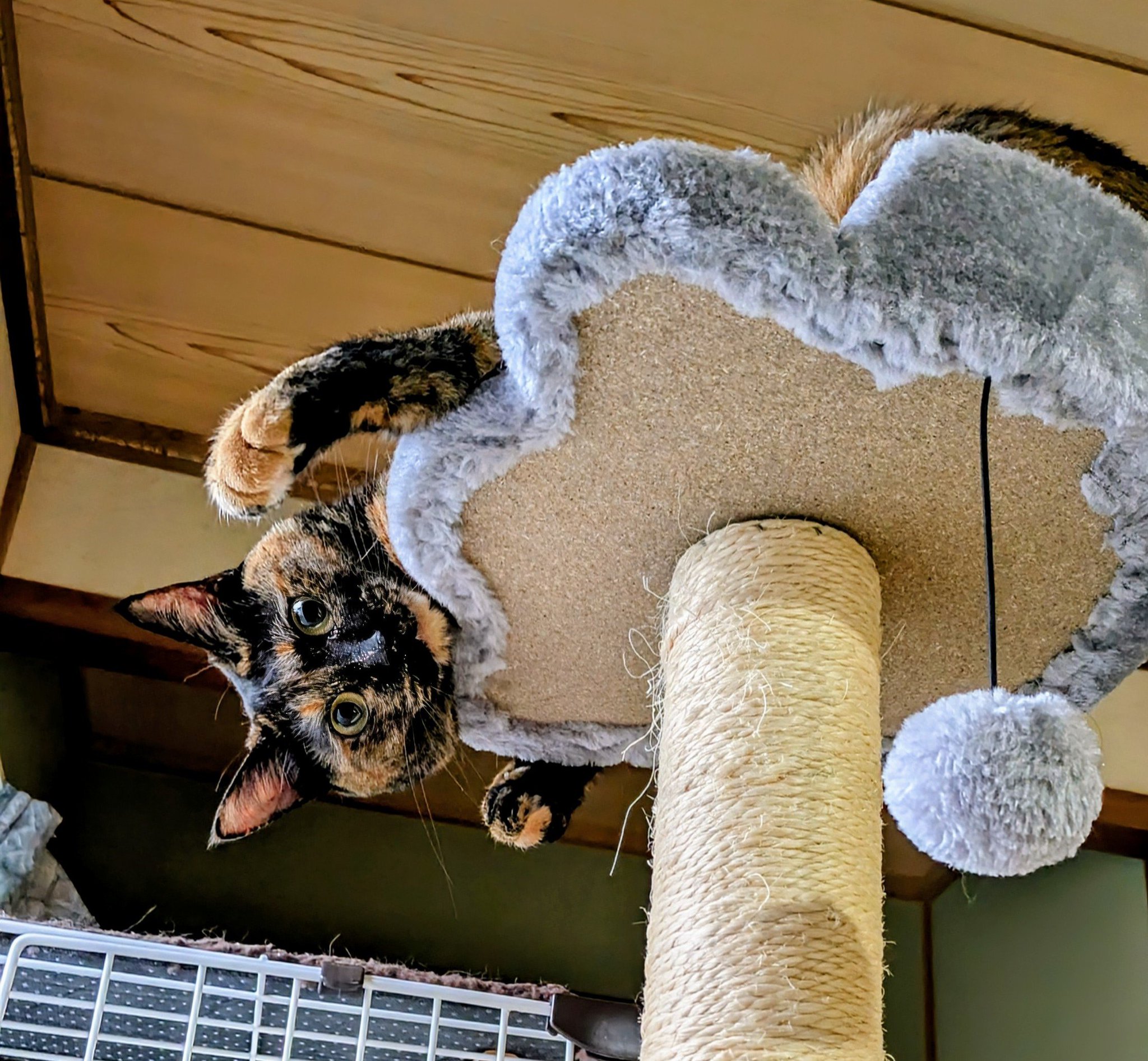 さび猫ボボちゃん on X: 